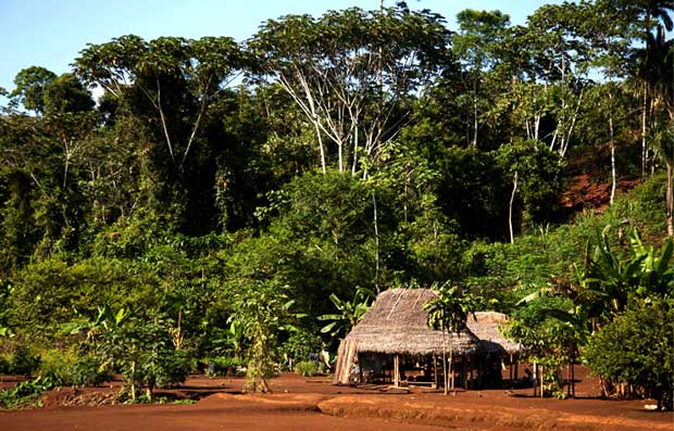 Nandita's Dream Rainforest