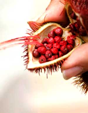 Photograph of seed pod